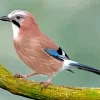 Eurasian Jay Bird Diamond Painting