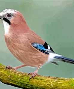 Eurasian Jay Bird Diamond Painting