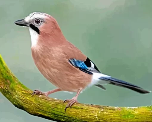 Eurasian Jay Bird Diamond Painting