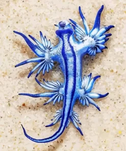 Glaucus Atlanticus Diamond Painting