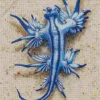 Glaucus Atlanticus Diamond Painting