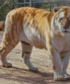 Golden Tiger Diamond Painting