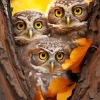 Group Of Owls Autumn Diamond Painting