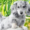 Light Grey Spotted Dachshund Diamond Painting