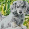 Light Grey Spotted Dachshund Diamond Painting