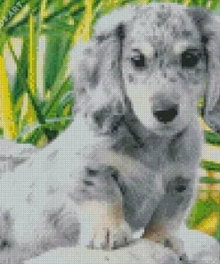 Light Grey Spotted Dachshund Diamond Painting