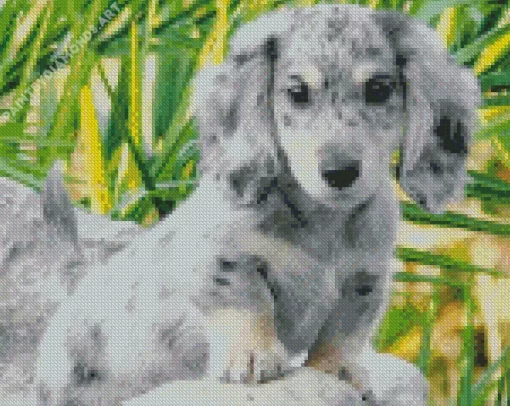 Light Grey Spotted Dachshund Diamond Painting