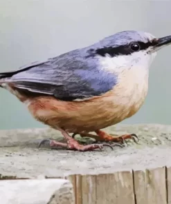 Lonely Female Nuthatch Bird Diamond Painting