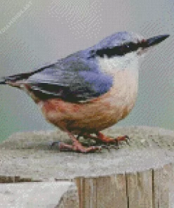 Lonely Female Nuthatch Bird Diamond Painting