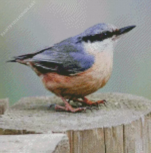 Lonely Female Nuthatch Bird Diamond Painting