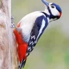 Lonely Great Spotted Woodpecker Diamond Painting