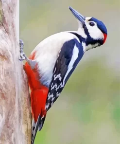 Lonely Great Spotted Woodpecker Diamond Painting