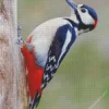 Lonely Great Spotted Woodpecker Diamond Painting