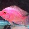 Pink Fish Diamond Painting