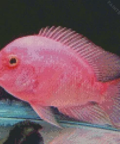 Pink Fish Diamond Painting