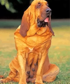 Red Bloodhound Diamond Painting