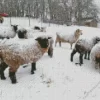 Sheep In Snow Diamond Painting