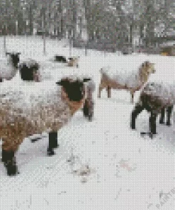 Sheep In Snow Diamond Painting