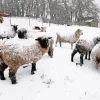 Sheep In Snow Diamond Painting