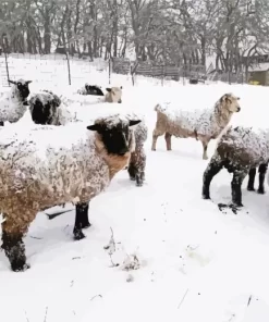 Sheep In Snow Diamond Painting