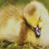 Sleeping Duck Diamond Painting