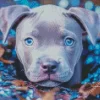 Staffy With Blue Eyes Diamond Painting