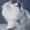 White And Grey Persian Cat Diamond Painting