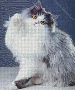 White And Grey Persian Cat Diamond Painting