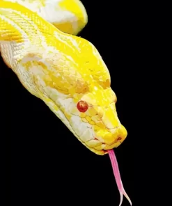 Yellow Python Snake Diamond Painting