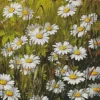 A Field of White Daisies Diamond Painting