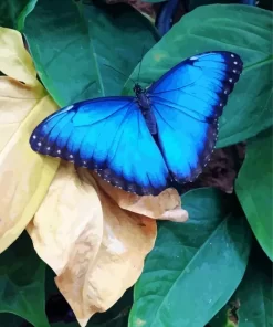 Blue And Black Butterfly Diamond Painting