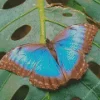 Blue And Black Butterfly On Leaf Diamond Painting