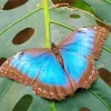 Blue And Black Butterfly On Leaf Diamond Painting