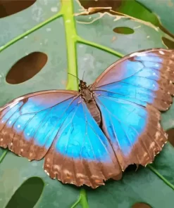 Blue And Black Butterfly On Leaf Diamond Painting