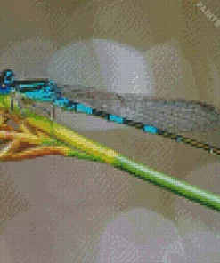 Blue And Black Dragonfly Diamond Painting