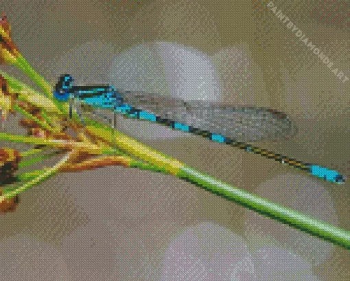 Blue And Black Dragonfly Diamond Painting