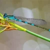 Blue And Black Dragonfly Diamond Painting