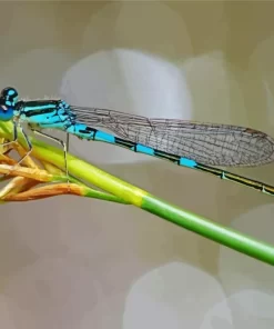 Blue And Black Dragonfly Diamond Painting