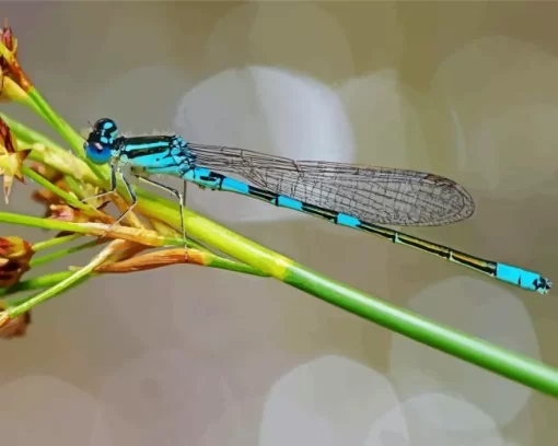 Blue And Black Dragonfly Diamond Painting