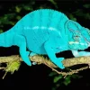 Blue Chameleon on Branch Diamond Painting