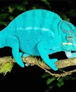 Blue Chameleon on Branch Diamond Painting