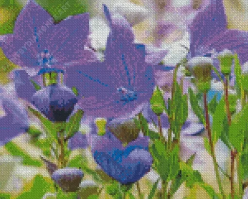 Platycodon Grandiflorus Diamond Painting