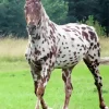 Appaloosa Leopard Diamond Painting