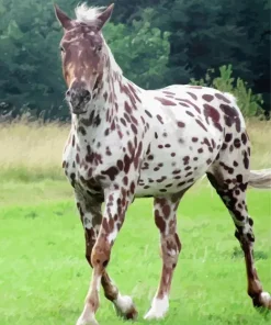 Appaloosa Leopard Diamond Painting