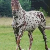 Appaloosa Leopard Diamond Painting