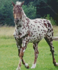 Appaloosa Leopard Diamond Painting