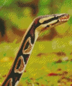 Ball Python Snake Diamond Painting