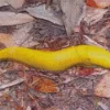 Banana Slug Diamond Painting