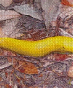 Banana Slug Diamond Painting