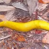 Banana Slug Diamond Painting